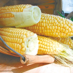 [CN214/S] Territorial Seed Company Corn Sweet Golden Bantam, 1 oz