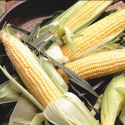 [CN202/S] Territorial Seed Company Corn Sweet Golden Jubilee