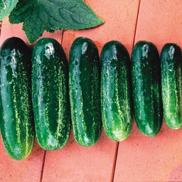 [CU303/S] Territorial Seed Company Cucumber Homemade Pickles, 1 gram
