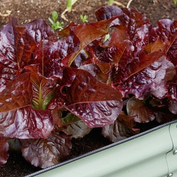 [LT414/L] Territorial Seed Company Lettuce Outredgeous Organic, 1/2 g