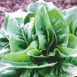 [LT419/L] Territorial Seed Company Lettuce Green Deer Tongue Organic, 1/2 g