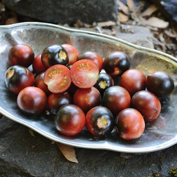 [TM855/L] Territorial Seed Company Tomato Indigo Cherry Drops Organic, 20 seeds