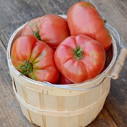 [TM889/L] Territorial Seed Company Tomato Brandywine Organic, 1/8 g