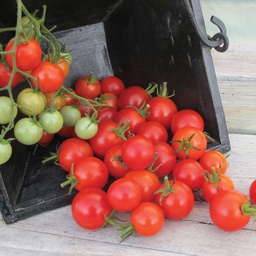 [TM917/L] Territorial Seed Company Tomato Cherry Buzz Organic, 1/8 g
