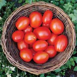 [TM960/L] Territorial Seed Company Tomato Beaverlodge 6806 Plum Organic, 1/8 g