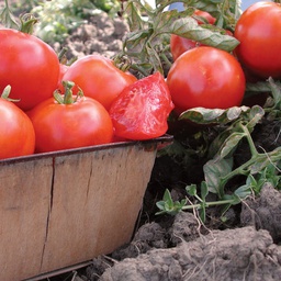 [TM961/L] Territorial Seed Company Tomato Beaverlodge 6808 Slicer Organic, 1/8 g