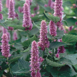 [HR1011/S] Territorial Seed Company Blue Anise Hyssop