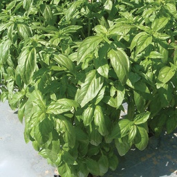 [HR1042/L] Territorial Seed Company Basil Aroma II Organic