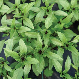 [HR1064/L] Territorial Seed Company Basil Thai Organic