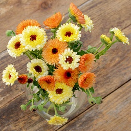 [FL2260/S] Territorial Seed Company Calendula Cantaloupe