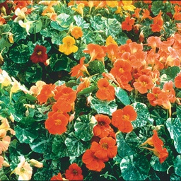 [FL2995/S] Territorial Seed Company Nasturtium Tip Top Alaska